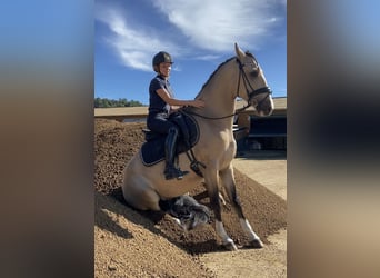 Lusitanos, Wallach, 3 Jahre, 161 cm, Falbe