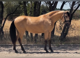 Lusitanos, Wallach, 3 Jahre, 162 cm, Buckskin