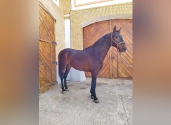 Lusitanos, Wallach, 3 Jahre, 163 cm, Brauner