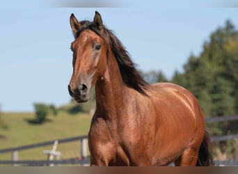 Lusitanos, Wallach, 3 Jahre, 164 cm, Brauner