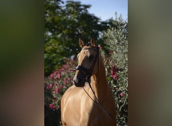Lusitanos, Wallach, 3 Jahre, 165 cm, Buckskin