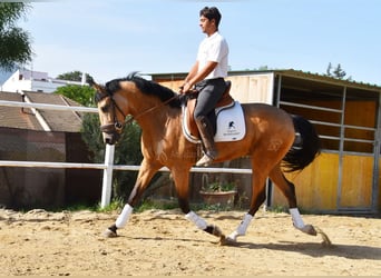 Lusitanos, Wallach, 3 Jahre, 165 cm, Falbe