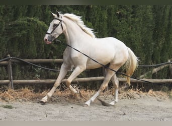 Lusitanos, Wallach, 3 Jahre, 165 cm, Palomino