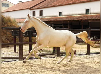 Lusitanos, Wallach, 3 Jahre, 167 cm, Cremello