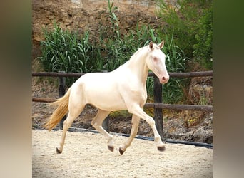 Lusitanos, Wallach, 3 Jahre, 167 cm, Cremello