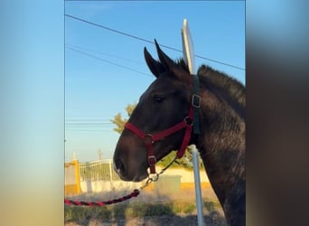 Lusitanos, Wallach, 3 Jahre, 169 cm, Brauner