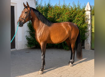 Lusitanos, Wallach, 3 Jahre, 169 cm, Brauner