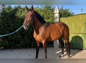 Lusitanos, Wallach, 3 Jahre, 169 cm, Brauner