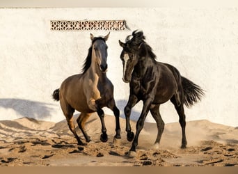 Lusitanos Mix, Wallach, 3 Jahre, 170 cm, Rappe