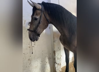 Lusitanos, Wallach, 3 Jahre, Apfelschimmel