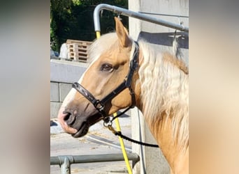 Lusitanos Mix, Wallach, 3 Jahre