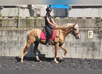 Lusitanos Mix, Wallach, 3 Jahre