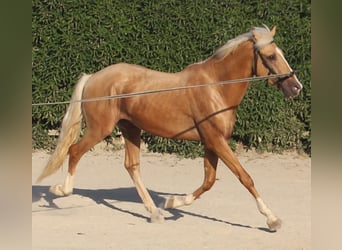 Lusitanos Mix, Wallach, 3 Jahre