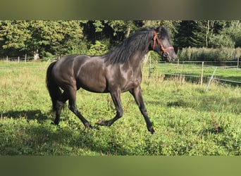 Lusitanos, Wallach, 3 Jahre, Rappe