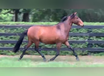 Lusitanos, Wallach, 3 Jahre, Rotbrauner