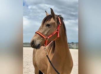 Lusitanos Mix, Wallach, 4 Jahre, 149 cm, Falbe