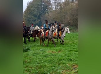 Lusitanos Mix, Wallach, 4 Jahre, 153 cm, Schimmel
