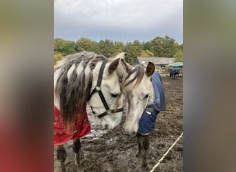 Lusitanos Mix, Wallach, 4 Jahre, 153 cm, Schimmel