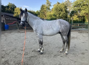 Lusitanos Mix, Wallach, 4 Jahre, 153 cm, Schimmel