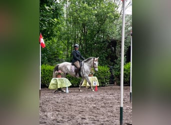 Lusitanos Mix, Wallach, 4 Jahre, 153 cm, Schimmel