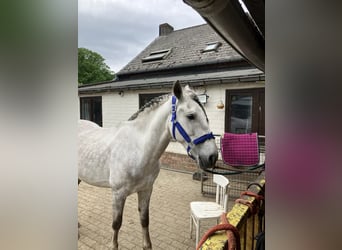 Lusitanos Mix, Wallach, 4 Jahre, 153 cm, Schimmel