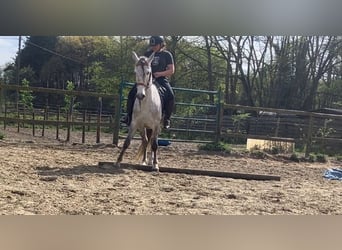 Lusitanos Mix, Wallach, 4 Jahre, 153 cm, Schimmel