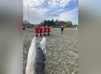 Lusitanos Mix, Wallach, 4 Jahre, 153 cm, Schimmel