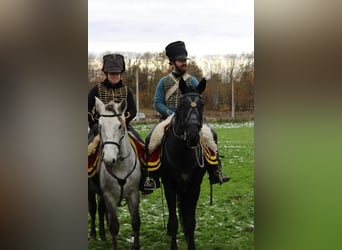 Lusitanos Mix, Wallach, 4 Jahre, 153 cm, Schimmel