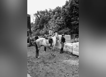 Lusitanos Mix, Wallach, 4 Jahre, 153 cm, Schimmel