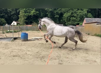 Lusitanos Mix, Wallach, 4 Jahre, 153 cm, Schimmel