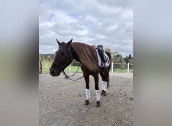 Lusitanos, Wallach, 4 Jahre, 155 cm, Dunkelfuchs