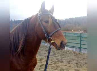 Lusitanos Mix, Wallach, 4 Jahre, 155 cm, Rotbrauner