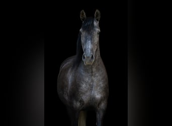 Lusitanos, Wallach, 4 Jahre, 156 cm, Apfelschimmel