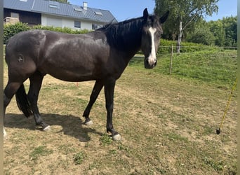 Lusitanos, Wallach, 4 Jahre, 156 cm, Dunkelbrauner