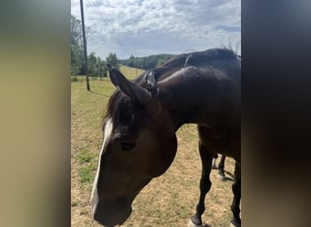 Lusitanos, Wallach, 4 Jahre, 156 cm, Dunkelbrauner