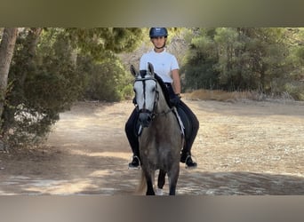 Lusitanos, Wallach, 4 Jahre, 157 cm, Apfelschimmel