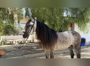 Lusitanos, Wallach, 4 Jahre, 157 cm, Apfelschimmel