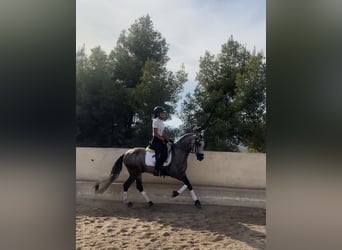 Lusitanos, Wallach, 4 Jahre, 157 cm, Apfelschimmel