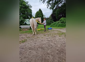 Lusitanos Mix, Wallach, 4 Jahre, 157 cm, Cremello