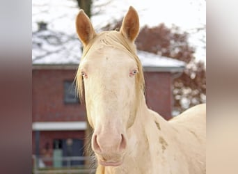 Lusitanos Mix, Wallach, 4 Jahre, 157 cm, Cremello