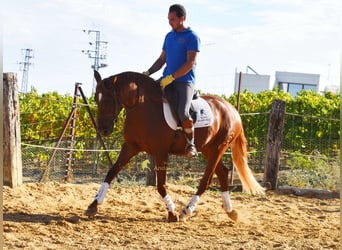 Lusitanos, Wallach, 4 Jahre, 157 cm, Fuchs