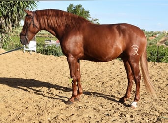 Lusitanos, Wallach, 4 Jahre, 157 cm, Fuchs