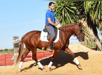 Lusitanos, Wallach, 4 Jahre, 157 cm, Fuchs