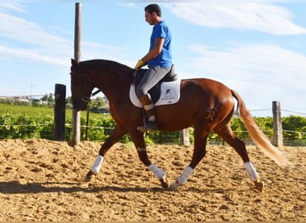 Lusitanos, Wallach, 4 Jahre, 157 cm, Fuchs