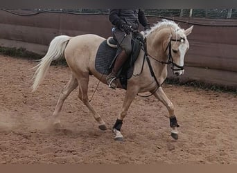 Lusitanos, Wallach, 4 Jahre, 157 cm, Palomino