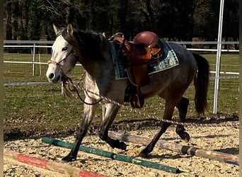 Lusitanos, Wallach, 4 Jahre, 158 cm, Blauschimmel