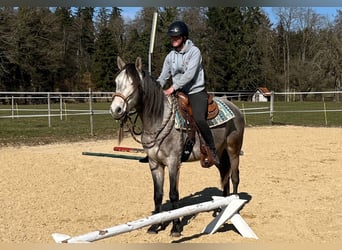 Lusitanos, Wallach, 4 Jahre, 158 cm, Blauschimmel