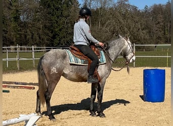 Lusitanos, Wallach, 4 Jahre, 158 cm, Blauschimmel