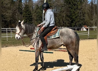 Lusitanos, Wallach, 4 Jahre, 158 cm, Blauschimmel