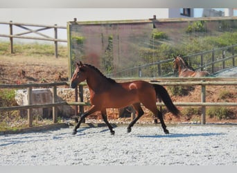 Lusitanos, Wallach, 4 Jahre, 158 cm, Brauner